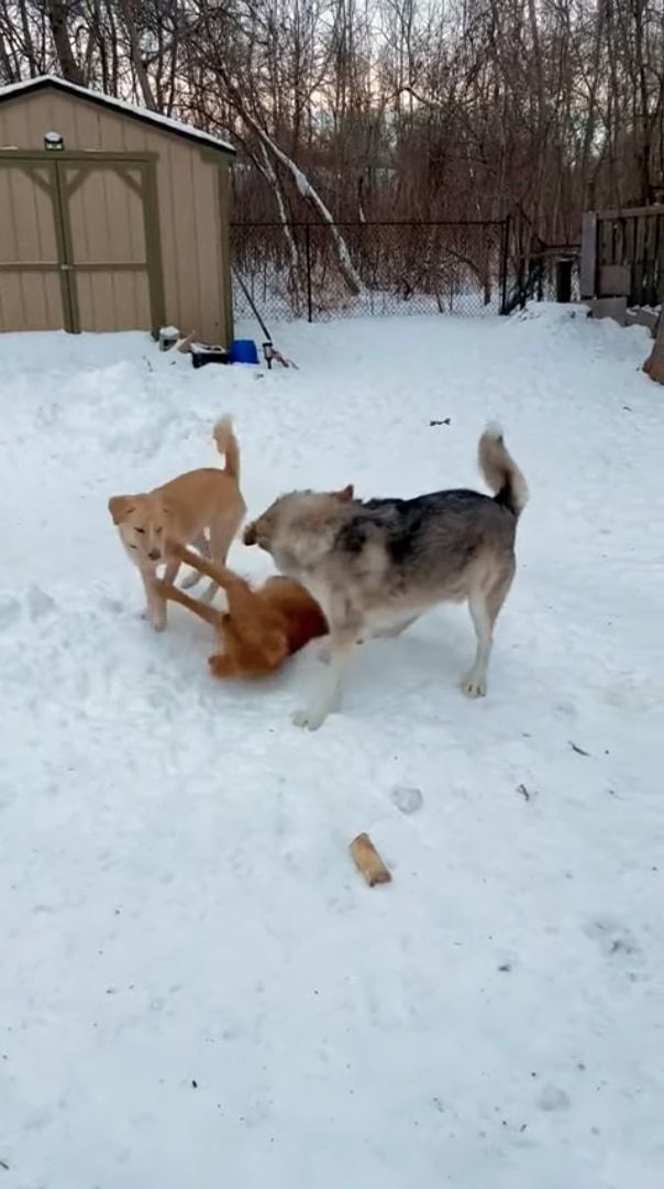 2匹の犬が雪原ではしゃいでいると思ったら・・・、威勢のよすぎる子が乱入してきた！！