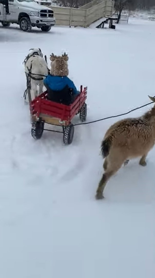 犬ゾリならぬヤギワゴン？！小さな子を乗せたキャリーワゴンを曳いて進んでいくのは、2頭のヤギでした！！