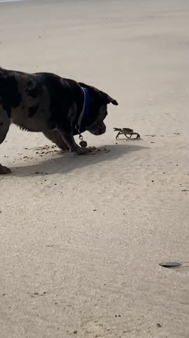 ビーチに遊びに来た子犬。発見したカニが気になるようでちょっかいをかけるのですが・・、カニも負けじとハサミを振りかざしています！！