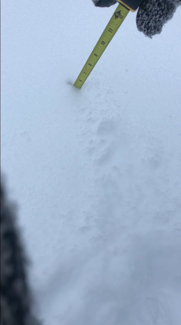 どれだけ積もったか調べたいのに・・・。雪の深さをメジャーで測ろうとしたら、とてもかわいいお邪魔虫がメジャーに向かって突進してきました！！