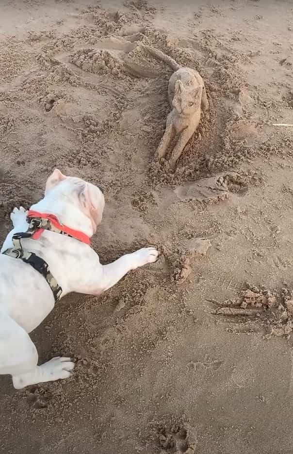 リアルすぎて勘違いした？ビーチにはとっても精巧な猫の砂の像が！！この像を見た犬のリアクションは・・！！【海外・動画】