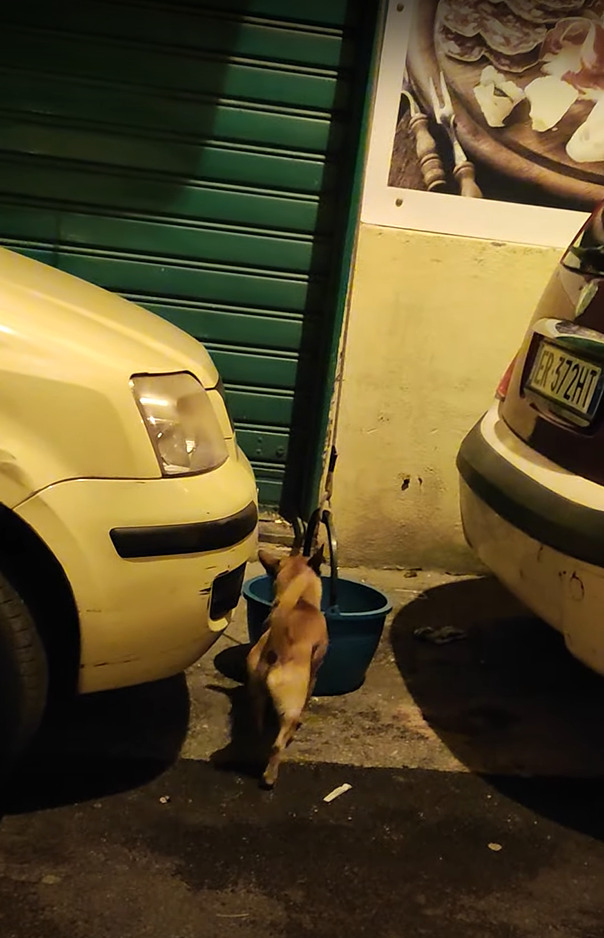 道路に置かれたバケツに入り込んだ犬。慣れた様子ですが、このバケツは実はこの子がお家に帰るのに欠かせないモノだったのです！！