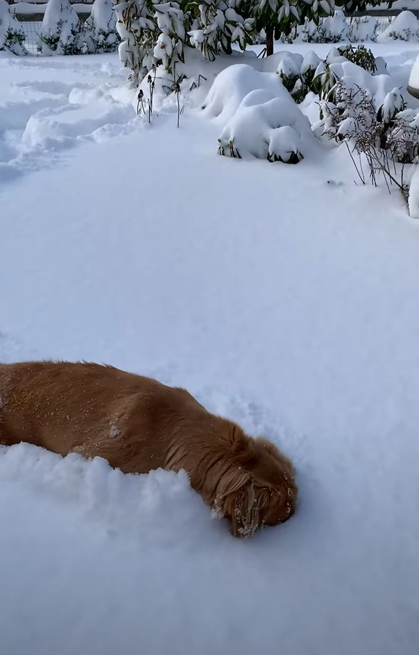 楽しくいっぱい遊んだ証だね！？雪の中元気に走り回ったゴールデンレトリバーの子犬。お家に戻ったこの子の体にはたくさんの雪玉が！！