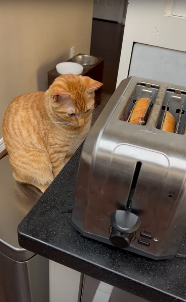 トースターの横に座る猫。パンが焼き上がるのを見守ってくれているのかと思いきや・・【アメリカ・動画】