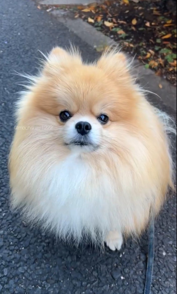 飼い主さんの言葉にキョトン。飼い主さんに「お家帰ろっか」と言われた時のポメラニアンのリアクションがかわいすぎる！！