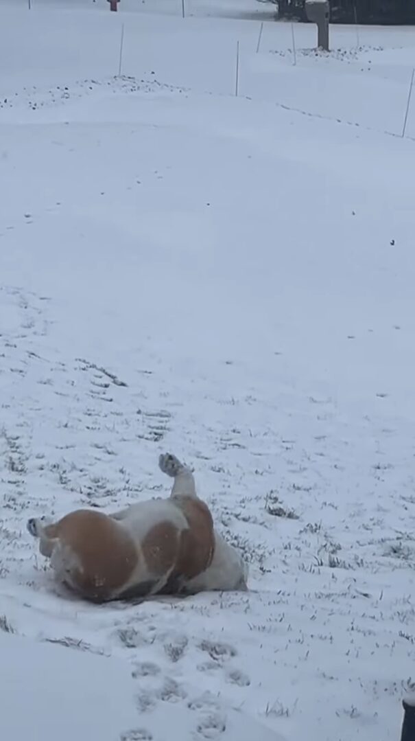 雪を満喫するフレンチブルドッグ。丘の上でゴロリと寝転んで・・、そのまま滑りおりていく～！！【アメリカ・動画】