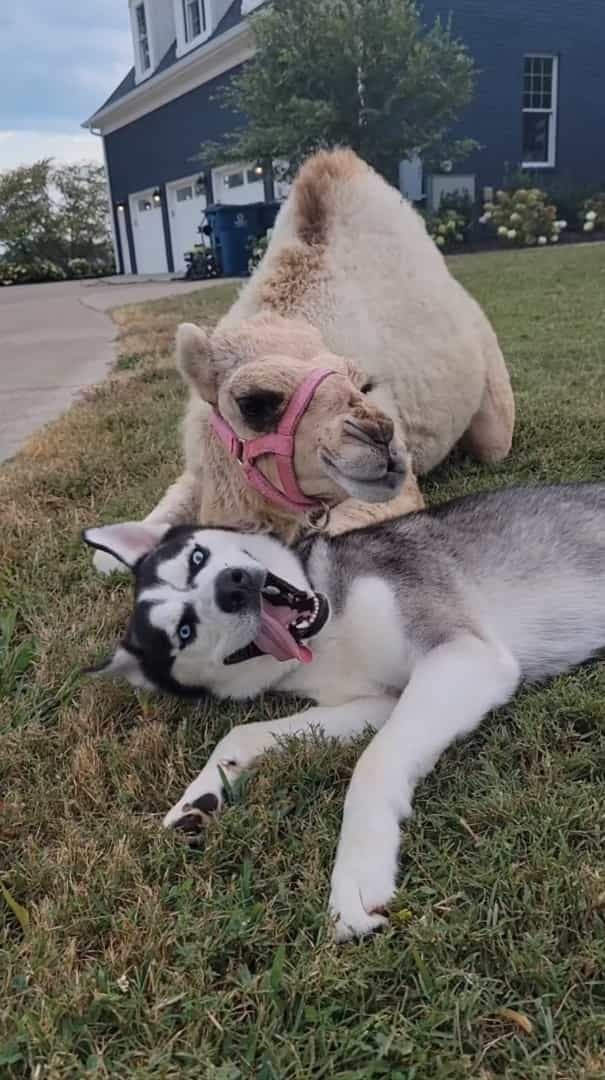 ハスキー犬のお友達の正体にビックリ！寄り添うようにしてくつろいだり、じゃれ合っているその動物とは！？【アメリカ・動画】