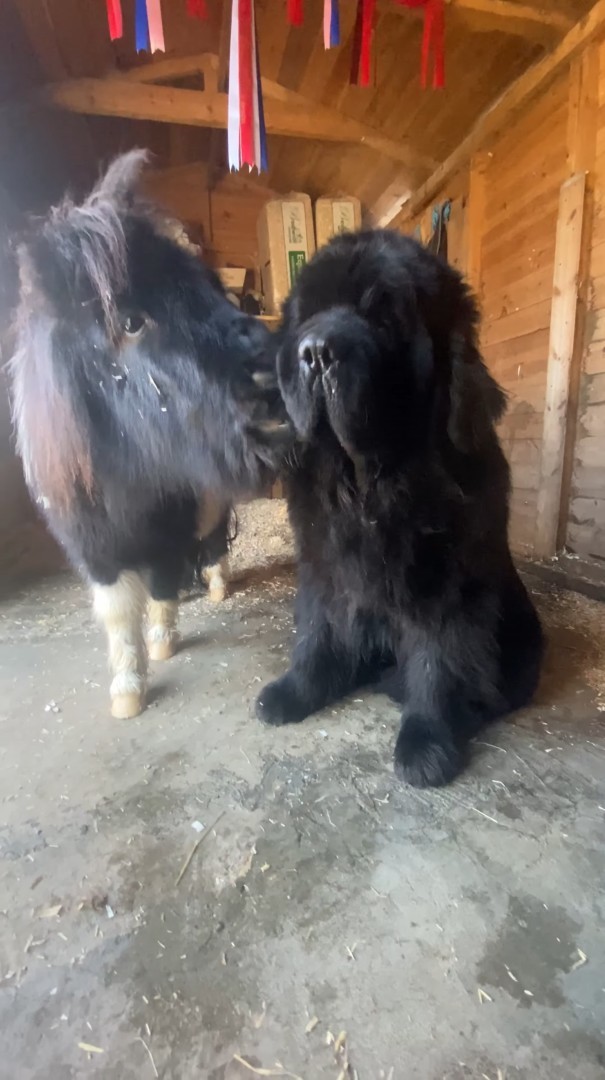 ミニチュアホースがキスをたくさん送るそのお相手は・・、体格差を感じられない大きな犬です！！