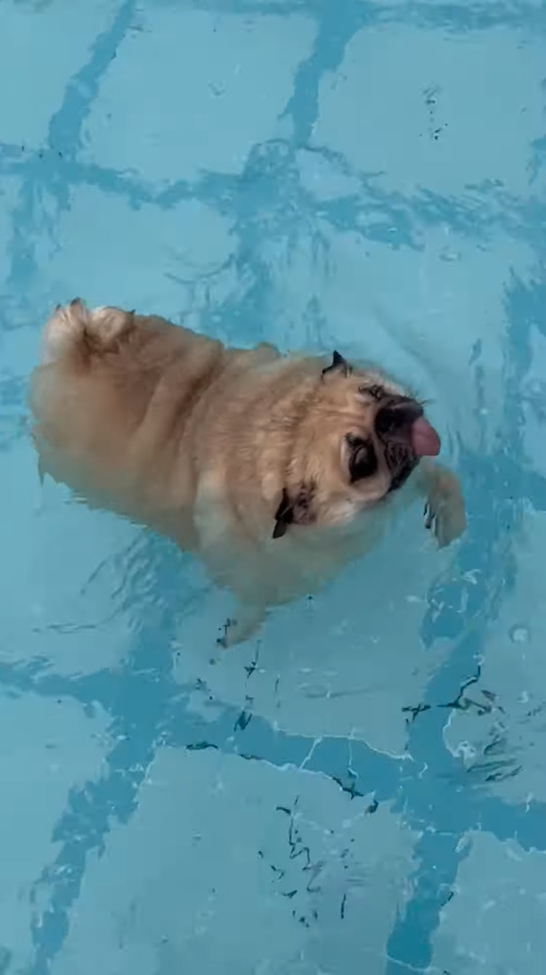 泳ぐのに初挑戦するパグ。顔をつけないようにしながら、見事な犬かきを披露しています！！