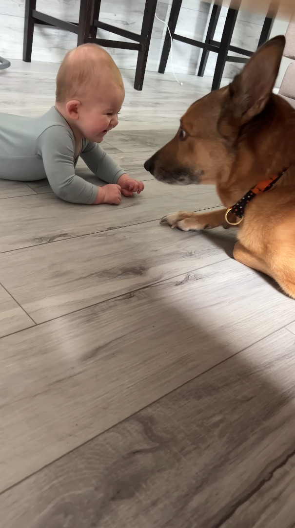 くつろいでいたら指先を突かれてビックリした愛犬。突いてきたのが赤ちゃんだと知ると・・その後の光景が尊い！！【海外・動画】