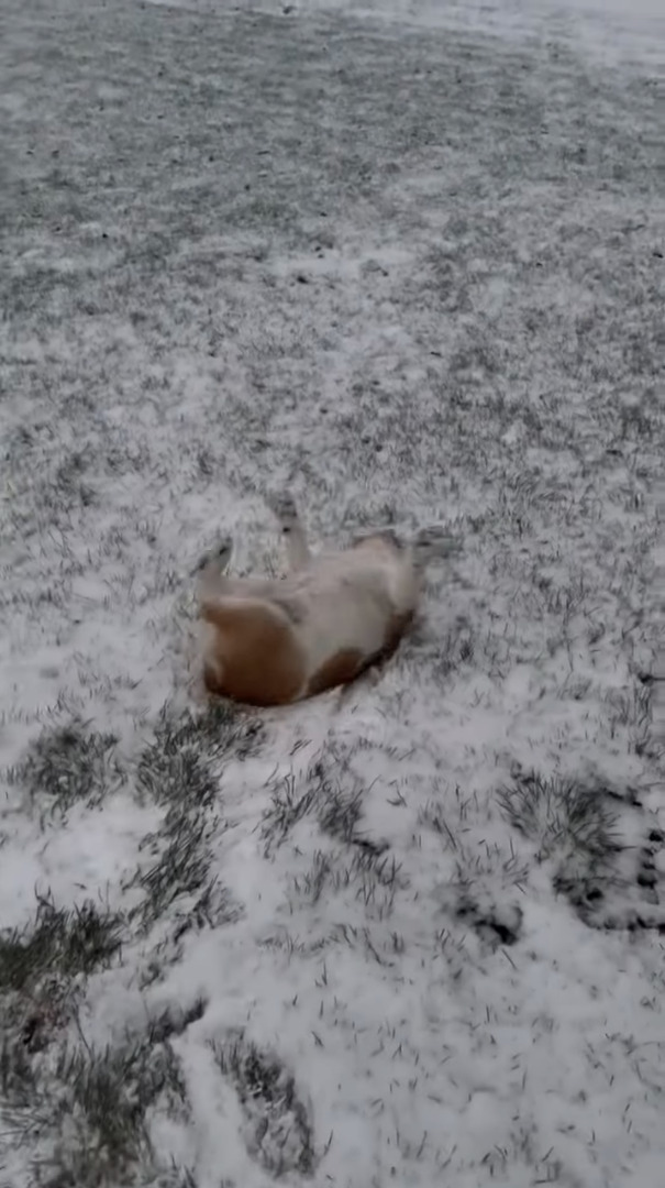 雪を満喫する愛犬。雪が積もった斜面の前まで来ると寝転んで・・お尻を振りながら滑っていきます！！【アメリカ・動画】