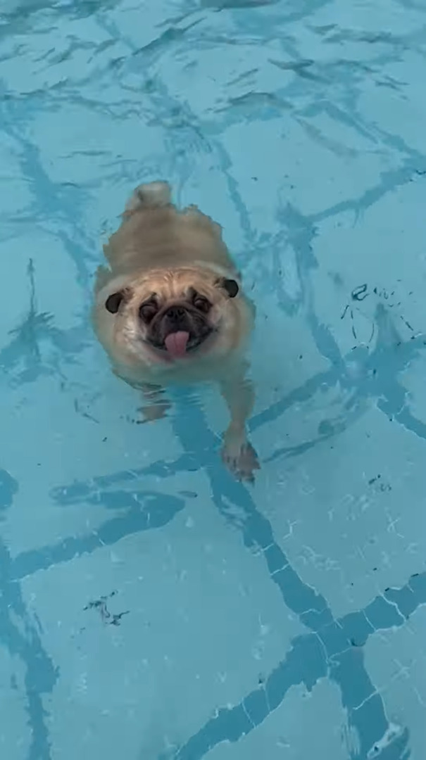 泳ぐのに初挑戦するパグ。顔をつけないようにしながら、見事な犬かきを披露しています！！