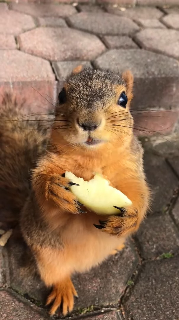 おやつを夢中で食べる野生のリス。「これ美味しいねえ」とばかりに目を輝かせている姿がたまらなく愛らしい！！