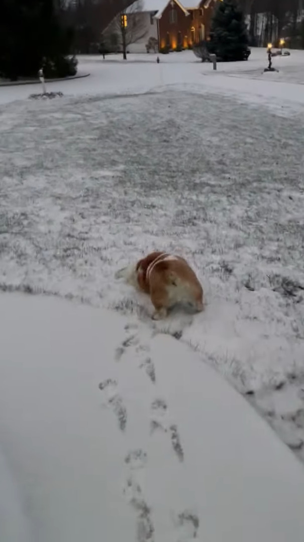 雪を満喫する愛犬。雪が積もった斜面の前まで来ると寝転んで・・お尻を振りながら滑っていきます！！【アメリカ・動画】