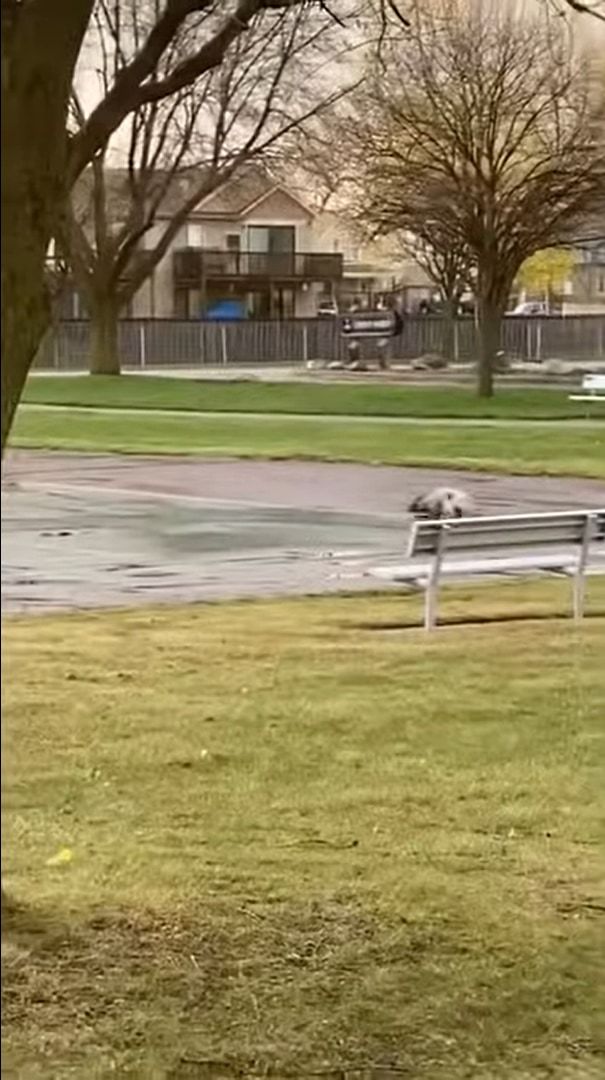 公園でカモがいるのを見つけた犬。一緒に遊ぼうとばかりにダッシュで駆け寄りますが、途中に水たまりがあったため・・・