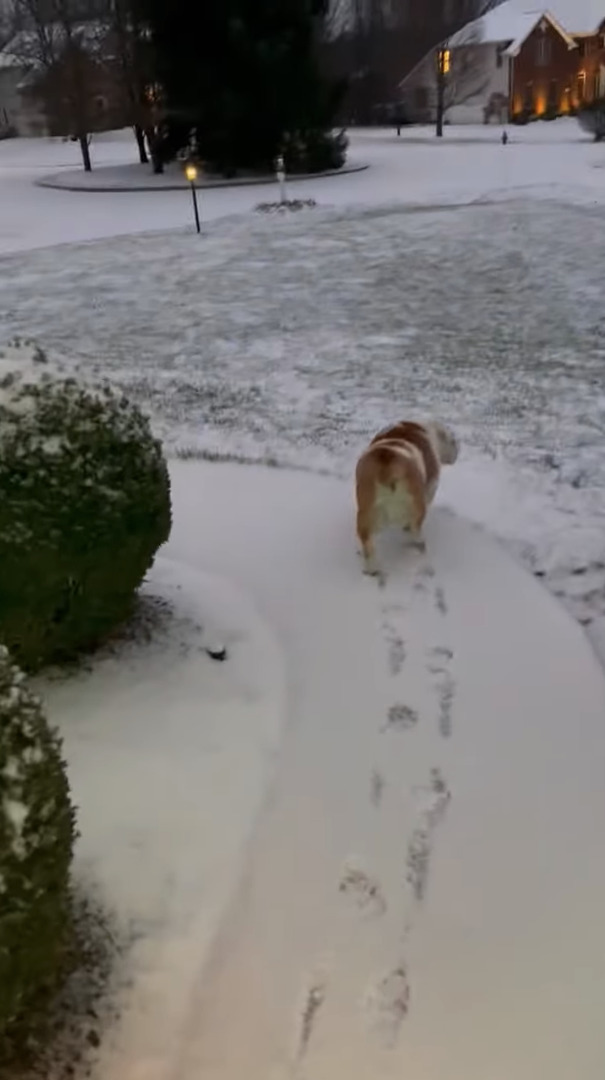 雪を満喫する愛犬。雪が積もった斜面の前まで来ると寝転んで・・お尻を振りながら滑っていきます！！【アメリカ・動画】