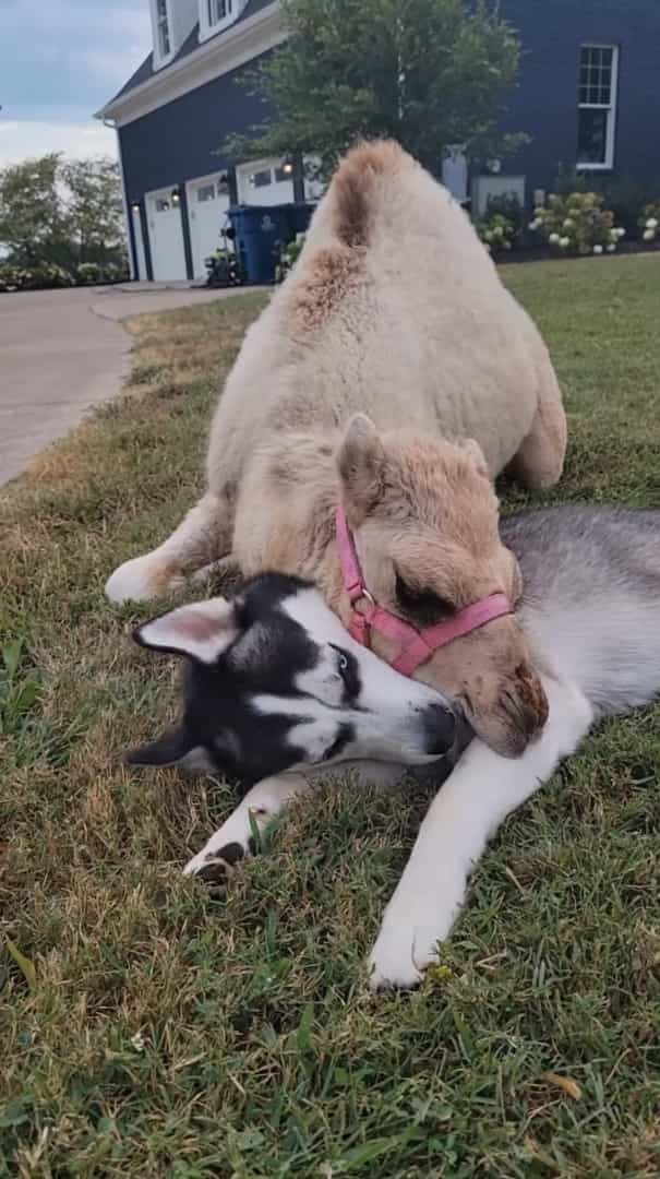 ハスキー犬のお友達の正体にビックリ！寄り添うようにしてくつろいだり、じゃれ合っているその動物とは！？【アメリカ・動画】