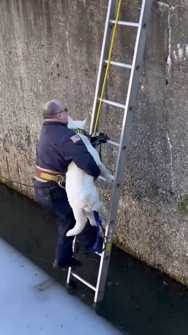 大変！深さのある水路に犬の姿が！！さっそく救助活動がはじまります【海外・動画】