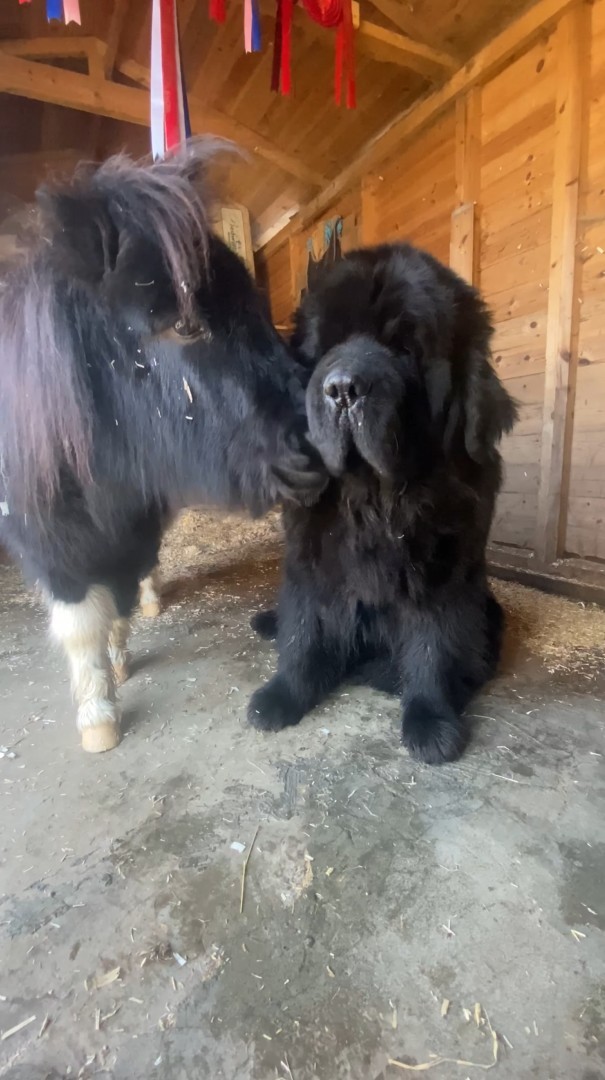 ミニチュアホースがキスをたくさん送るそのお相手は・・、体格差を感じられない大きな犬です！！