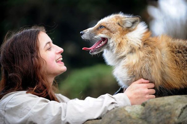 自分を犬だと思っているキツネ。嬉しいときは尻尾をふり、リードをつけて公園を散歩もする