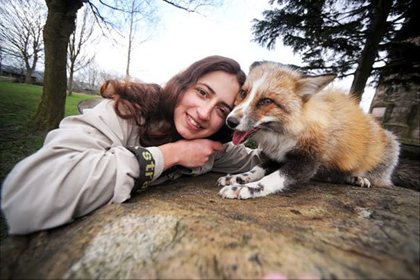 自分を犬だと思っているキツネ。嬉しいときは尻尾をふり、リードをつけて公園を散歩もする