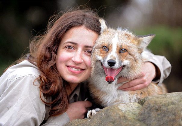 自分を犬だと思っているキツネ。嬉しいときは尻尾をふり、リードをつけて公園を散歩もする