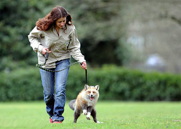 自分を犬だと思っているキツネ。嬉しいときは尻尾をふり、リードをつけて公園を散歩もする