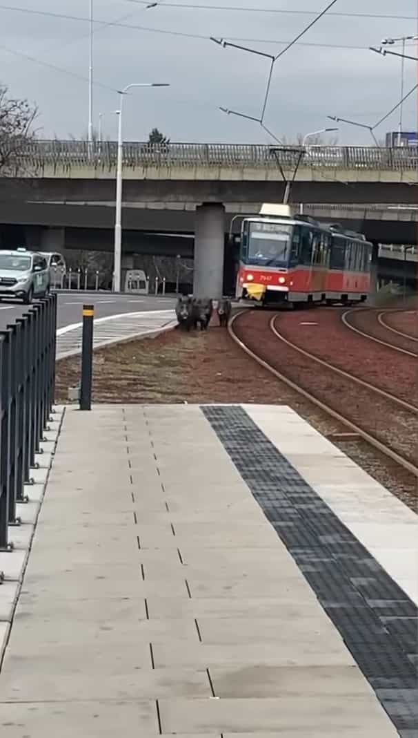 路面電車がホームに入ってくると思ったら・・・、その前をイノシシの家族が走ってる？！ビックリするけどなんともほんわかする光景です