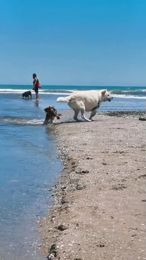 流れが急で泳ぐのに苦労している子犬の救助にあらわれたのは、体格のしっかりした犬。無事に砂浜に上がると、二匹はさっそくかけっこをはじめました！