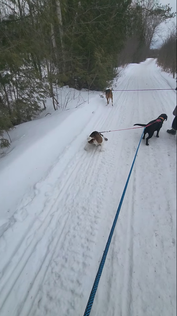 ちょっと背中をカキカキしようとしただけなのに。雪に寝転んだ愛犬ですがリードが他の犬にもつながっていたため・・