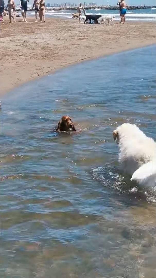 レスキューわんこ！流されそうになる小型犬！救助に現れたのはヒーローは