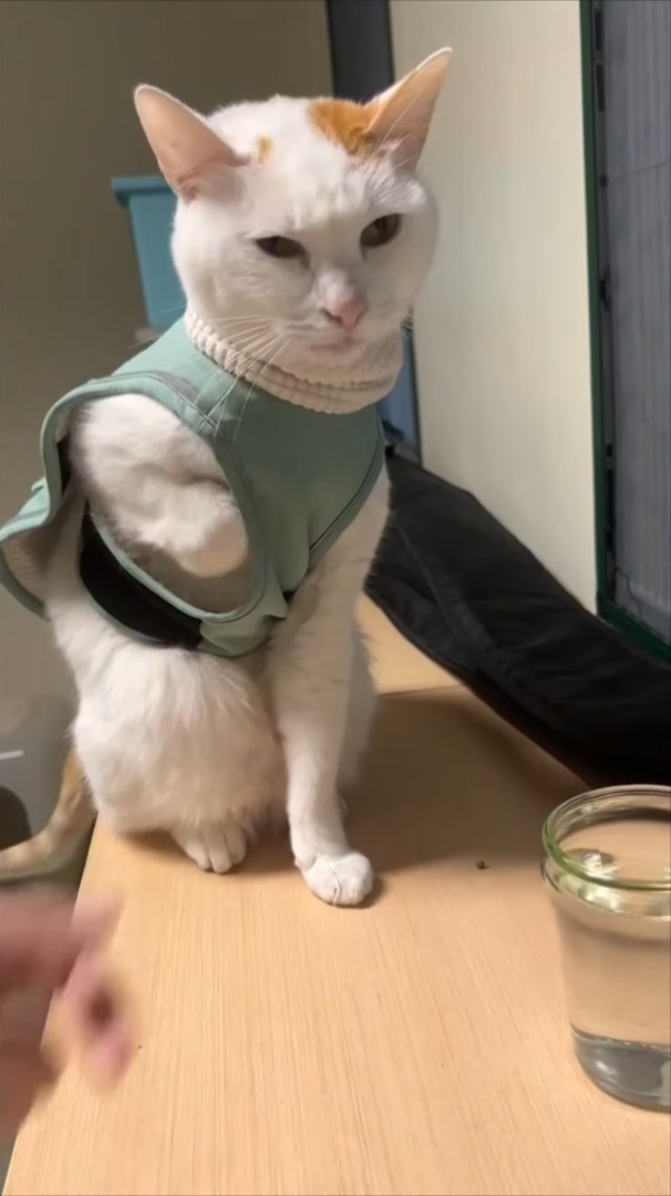 猫のおててが服に引っかかっている？困っているのかと服からおててを出して上げるのですが・・、どうやらこれはお気に入りのポーズみたい！