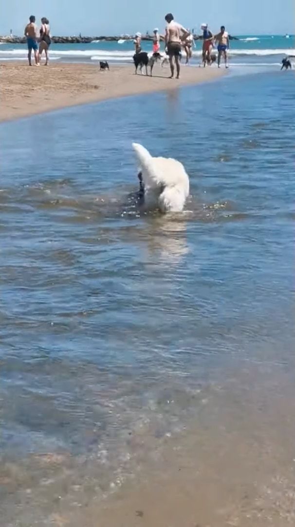 流れが急で泳ぐのに苦労している子犬の救助にあらわれたのは、体格のしっかりした犬。無事に砂浜に上がると、二匹はさっそくかけっこをはじめました！