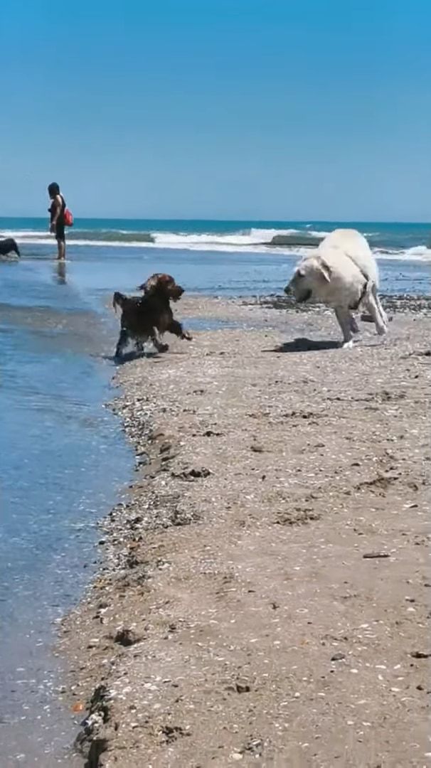 レスキューわんこ！流されそうになる小型犬！救助に現れたのはヒーローは