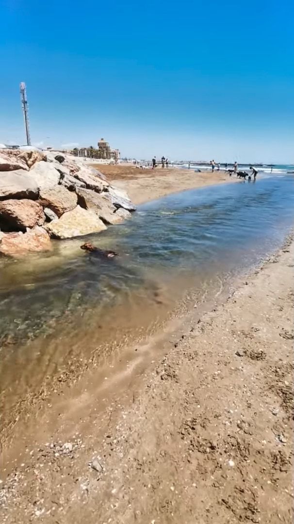 流れが急で泳ぐのに苦労している子犬の救助にあらわれたのは、体格のしっかりした犬。無事に砂浜に上がると、二匹はさっそくかけっこをはじめました！