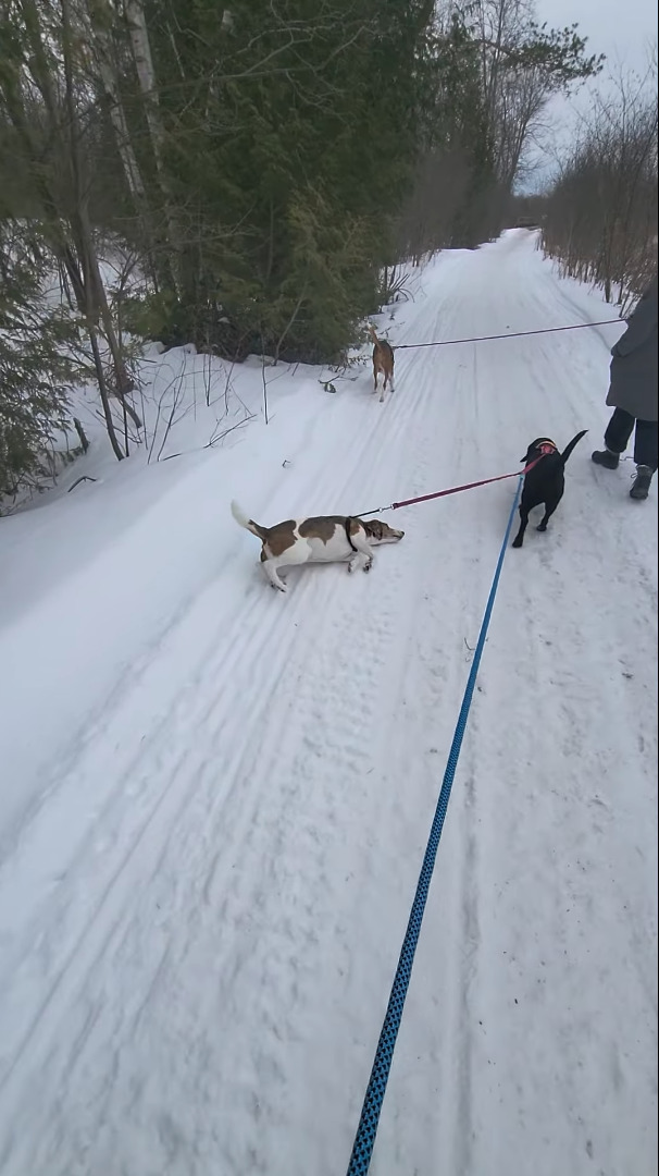 ちょっと背中をカキカキしようとしただけなのに。雪に寝転んだ愛犬ですがリードが他の犬にもつながっていたため・・