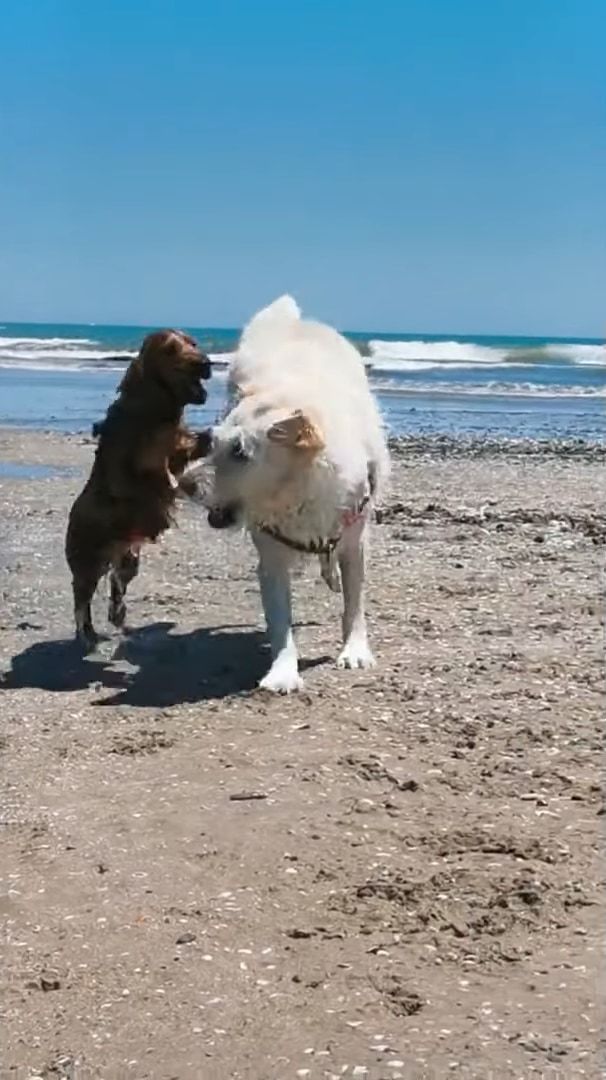 レスキューわんこ！流されそうになる小型犬！救助に現れたのはヒーローは