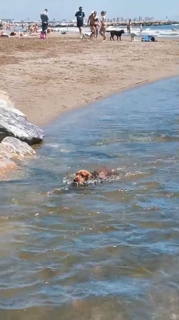 レスキューわんこ！流されそうになる小型犬！救助に現れたのはヒーローは