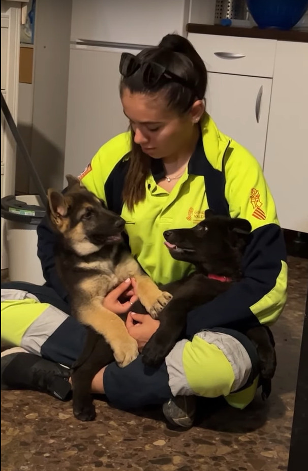 子犬たちはママさんが大好き！抱っこしてくれているママさんをめぐって、お膝の上で勝負中？【海外・動画】