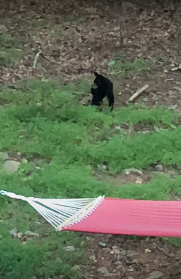 小さくたってクマはクマ！子グマは縄張りに侵入してきた鹿のことを許しません！！【アメリカ・動画】