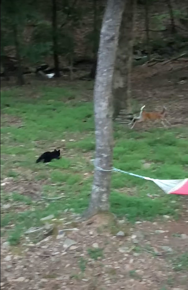 小さくたってクマはクマ！子グマは縄張りに侵入してきた鹿のことを許しません！！【アメリカ・動画】