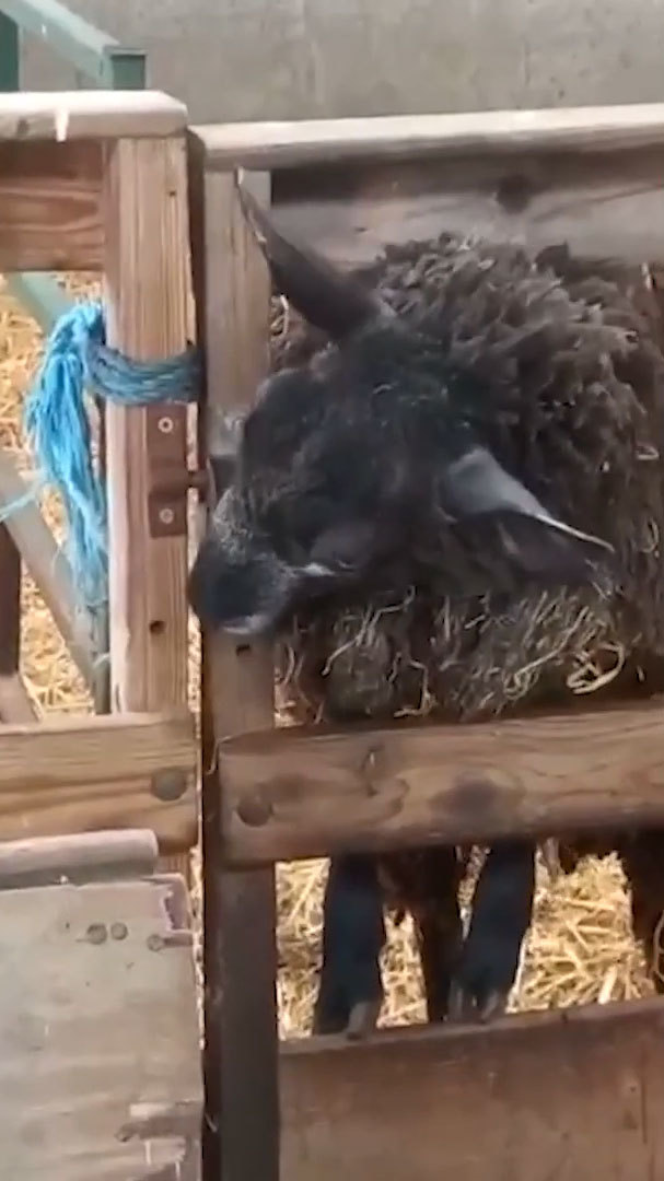 なんてかしこい羊！柵の鍵を自分で開けちゃった！！試行錯誤する姿が微笑ましい映像