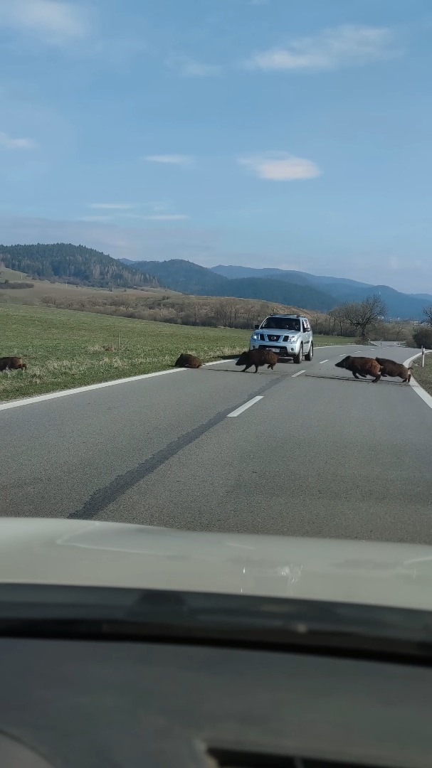 これぞ猪突猛進！？草原を駆け道路を横断していくイノシシの群れ。勢いがありすぎて中には足を滑らせている子もいますよ！？