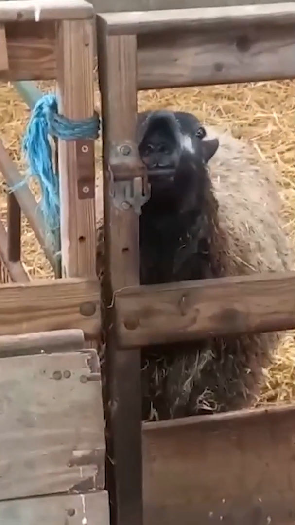 なんてかしこい羊！柵の鍵を自分で開けちゃった！！試行錯誤する姿が微笑ましい映像