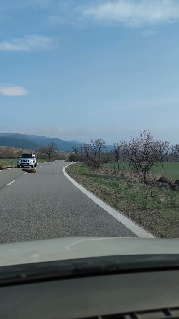 これぞ猪突猛進！？草原を駆け道路を横断していくイノシシの群れ。勢いがありすぎて中には足を滑らせている子もいますよ！？