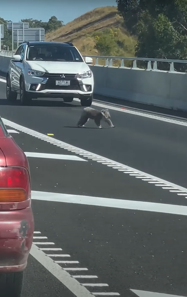 道路の真ん中に姿を現した動物の姿にビックリ！！木の上でのんびりしているイメージの『あの動物』を前に車は止まらざるをえません・・！！