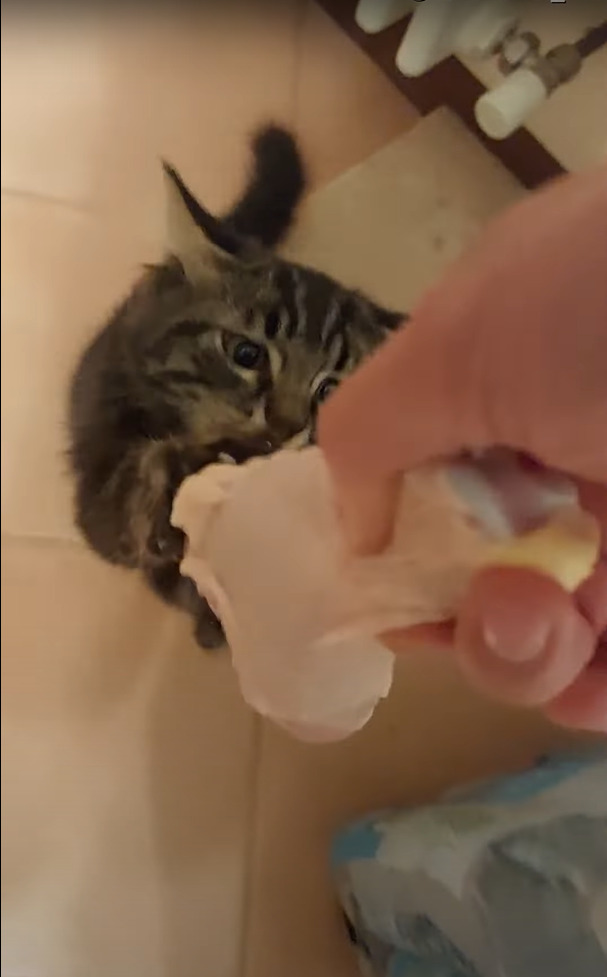 大変！子猫が鶏の生肉をくわえて逃げ出しちゃった！！この子はもうお肉をはなすつもりはないようですよ！！