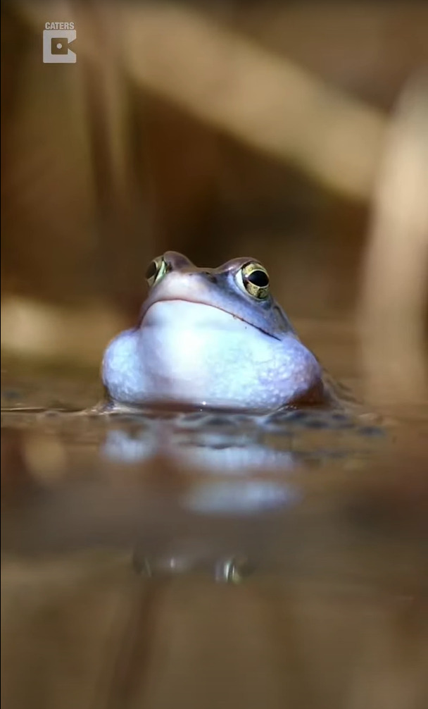 なにもない沼地かと思いきや、4時間粘った結果・・、すごくキレイな生き物の姿が撮れました！！