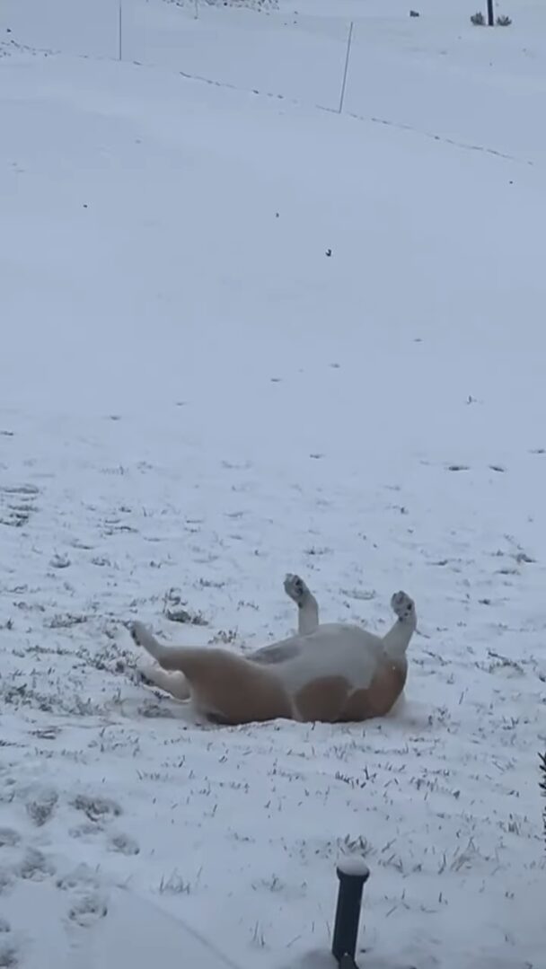 雪を満喫するフレンチブルドッグ。丘の上でゴロリと寝転んで・・、そのまま滑りおりていく～！！【アメリカ・動画】