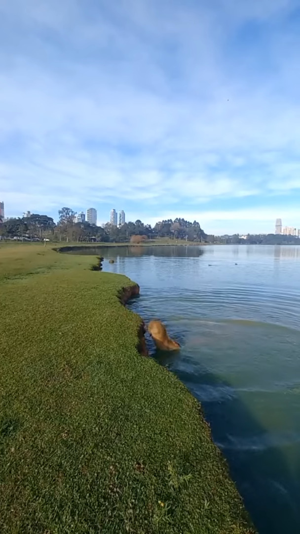 カピバラが行列を作って水へドボンと飛び込んでいく！ブラジルの公園で目撃されたかわいい光景【海外・動画】